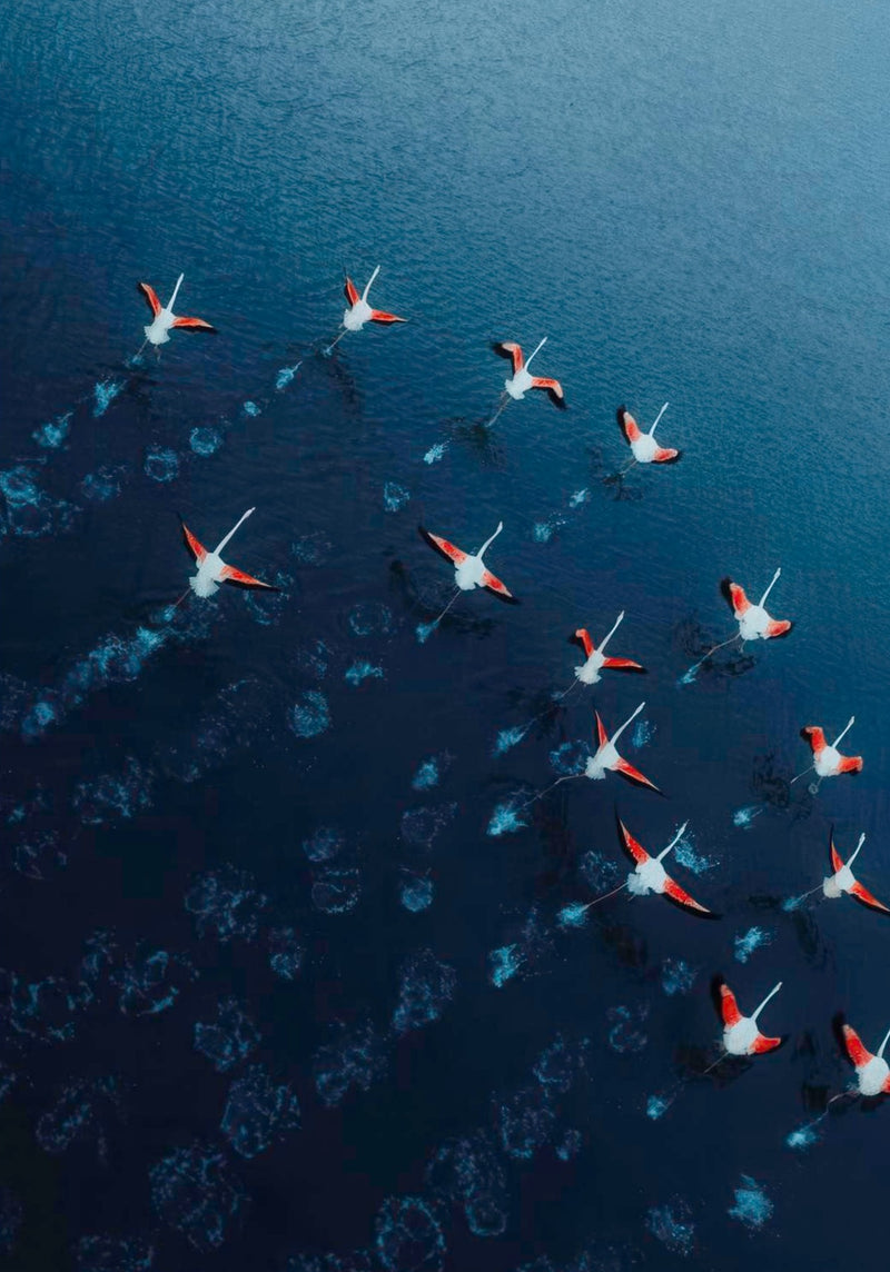 Flamingos Drone Photography