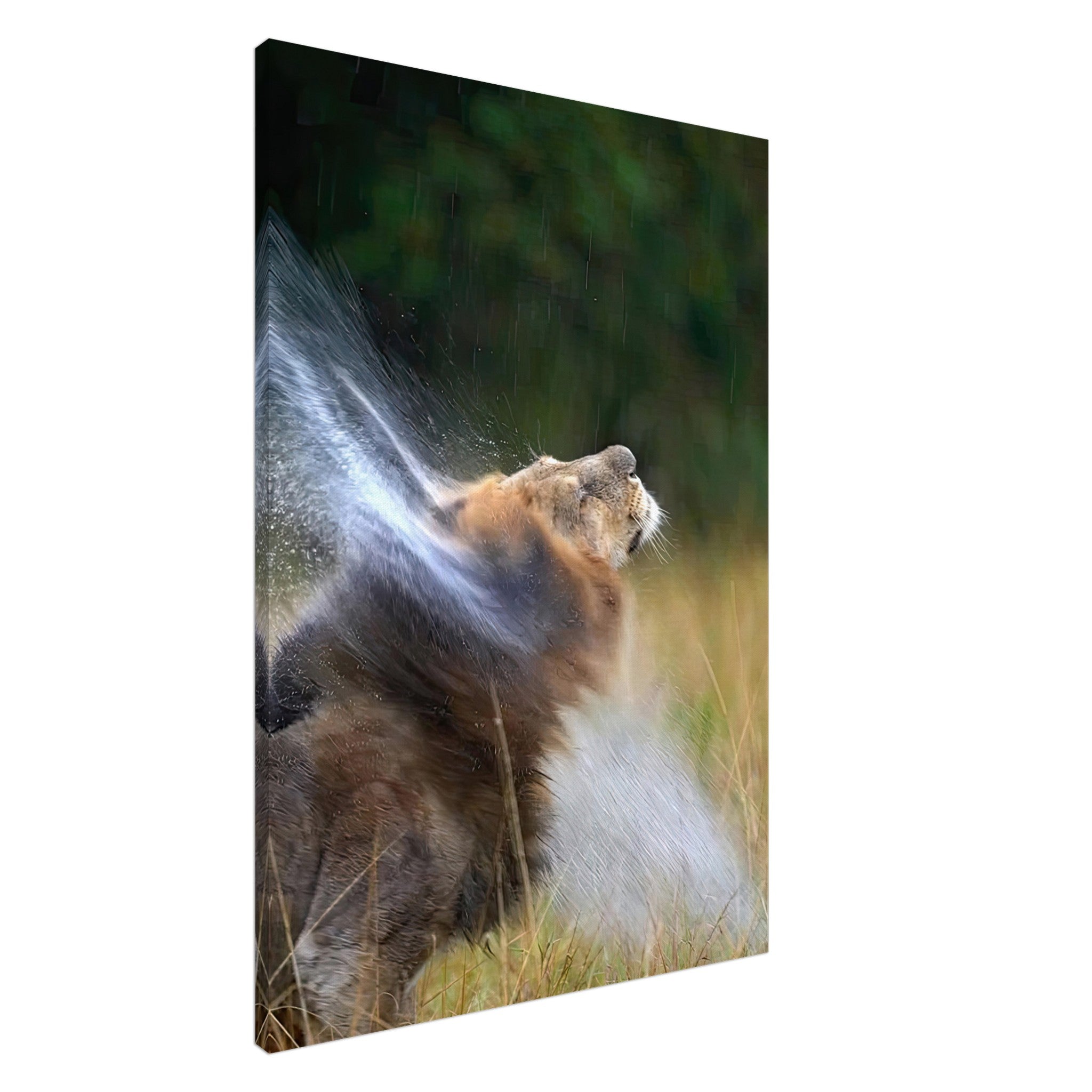 Majestic lion shaking off water on canvas, capturing wild vitality and motion in nature-inspired decor.