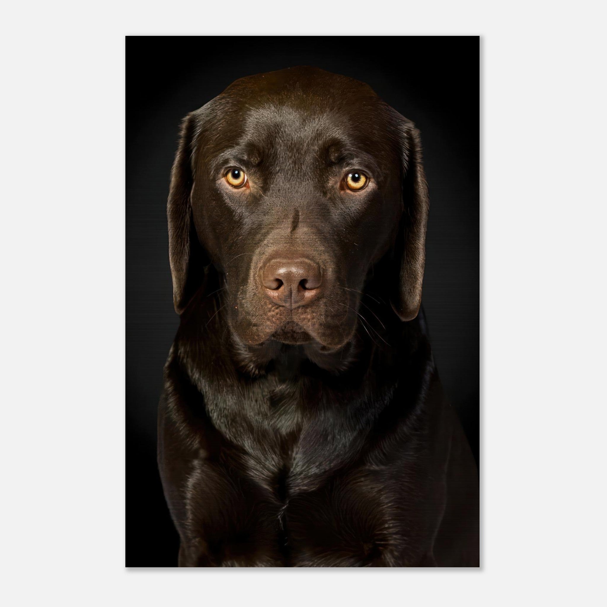 Portrait of a Chocolate Labrador on brushed metal, showcasing rich tones and soulful expression.