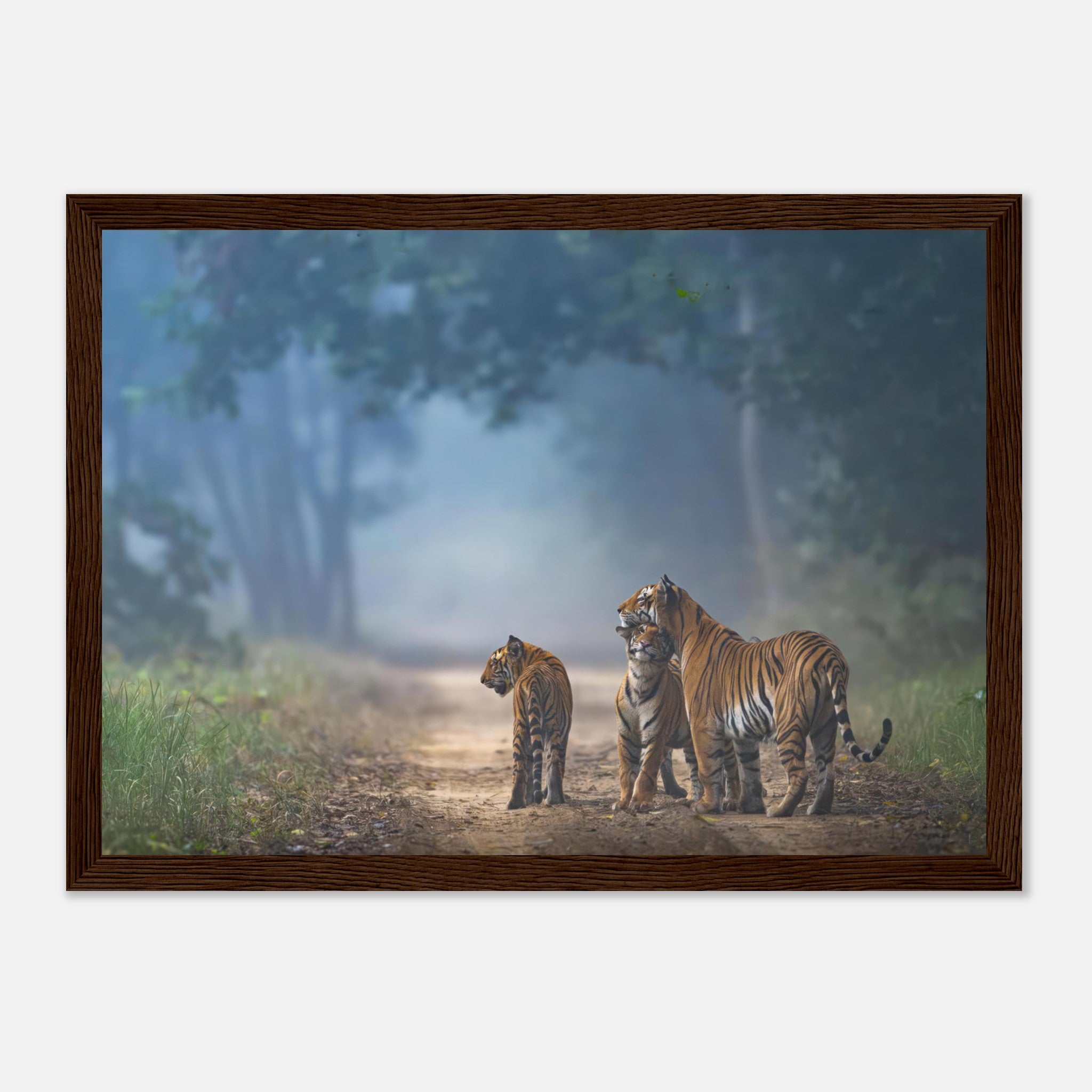 Framed print of a tiger family on a misty forest pathway, showcasing their vibrant coats and serene connection.