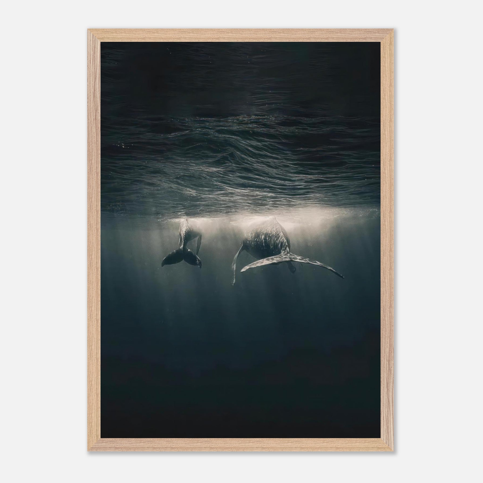 Fine art print of two majestic whales swimming gracefully underwater, capturing tranquility and beauty in the ocean.