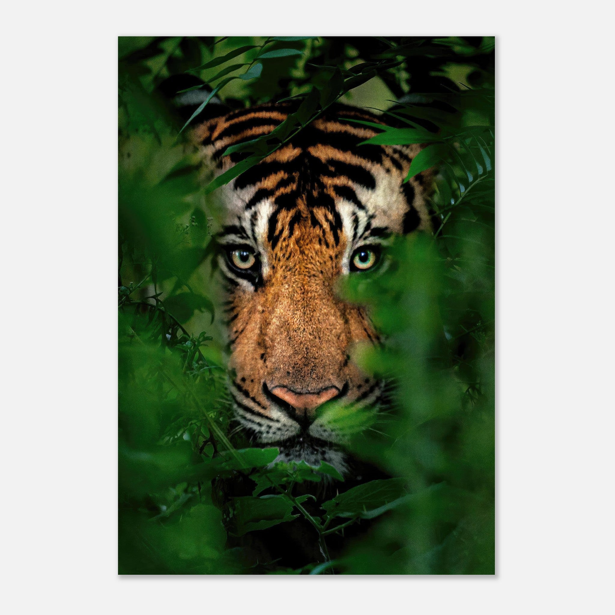Majestic tiger gazing through dense green foliage in a striking metal print artwork.