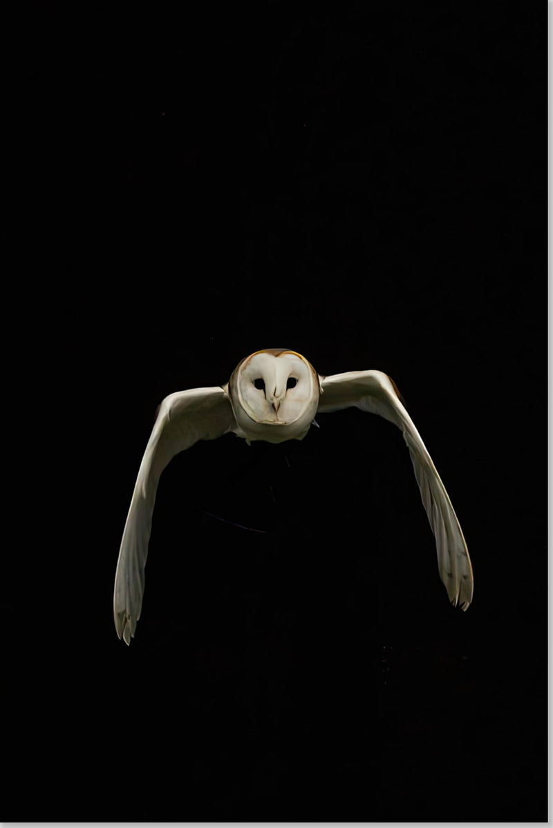 Hibou