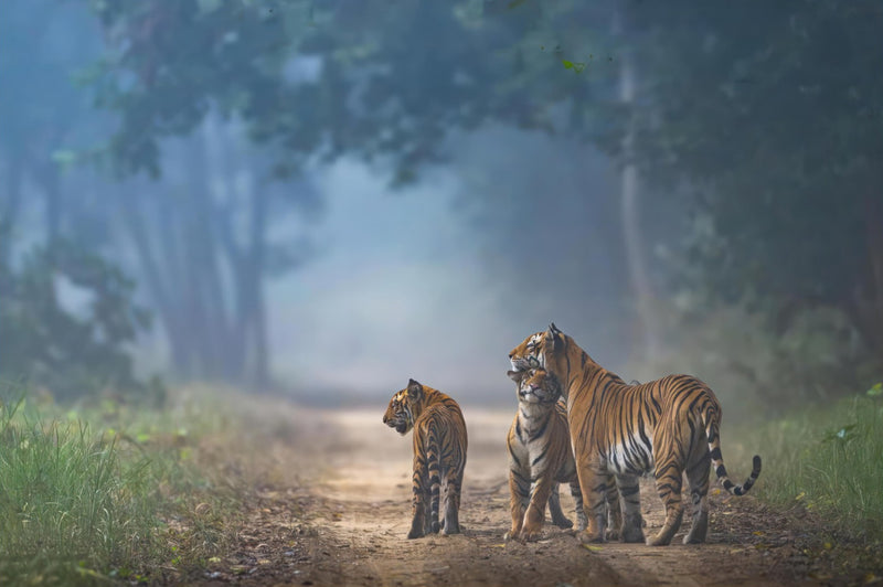 The Bond of Tigers