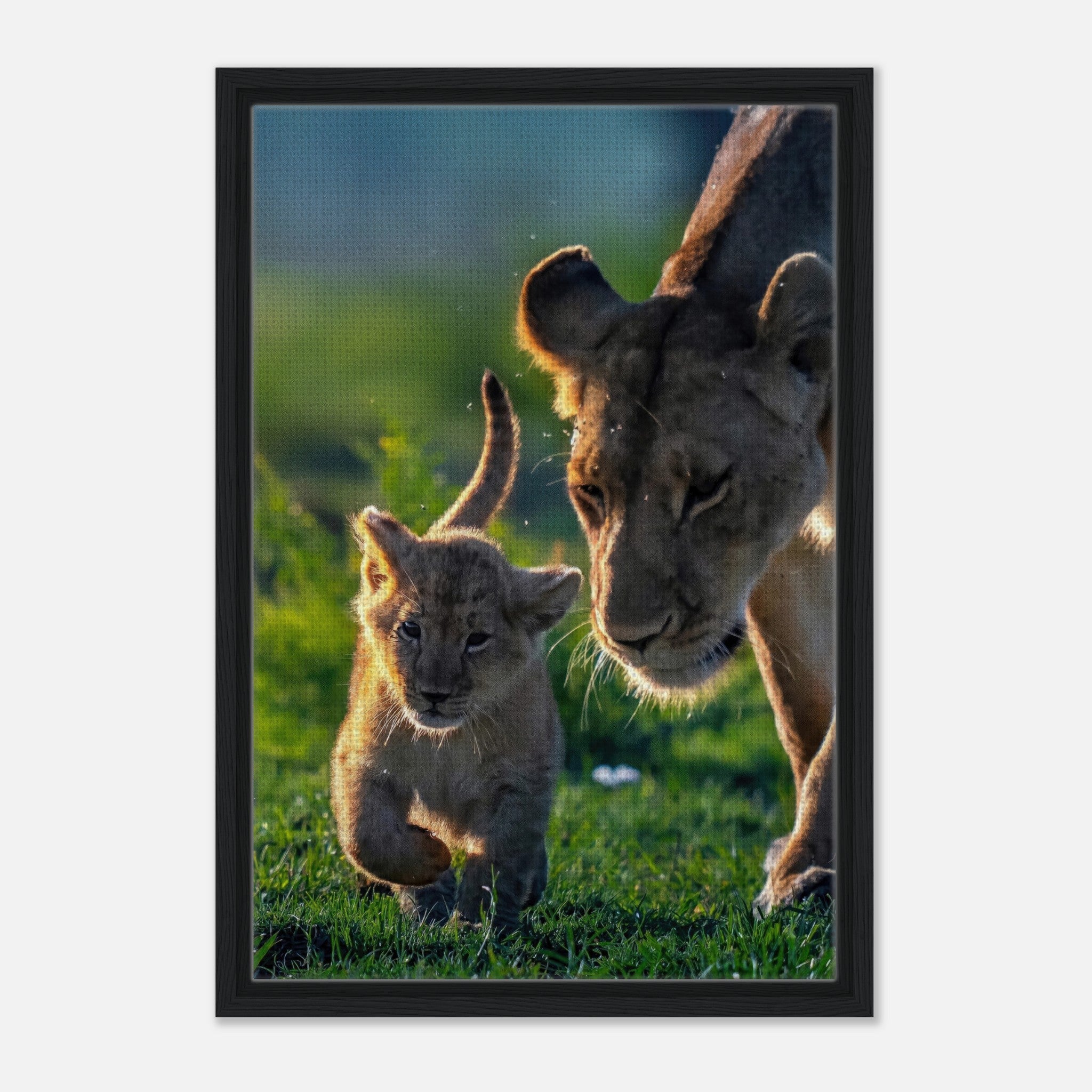 Protective Lion Mother and playful cub framed canvas print capturing their bond in a sunlit savanna.