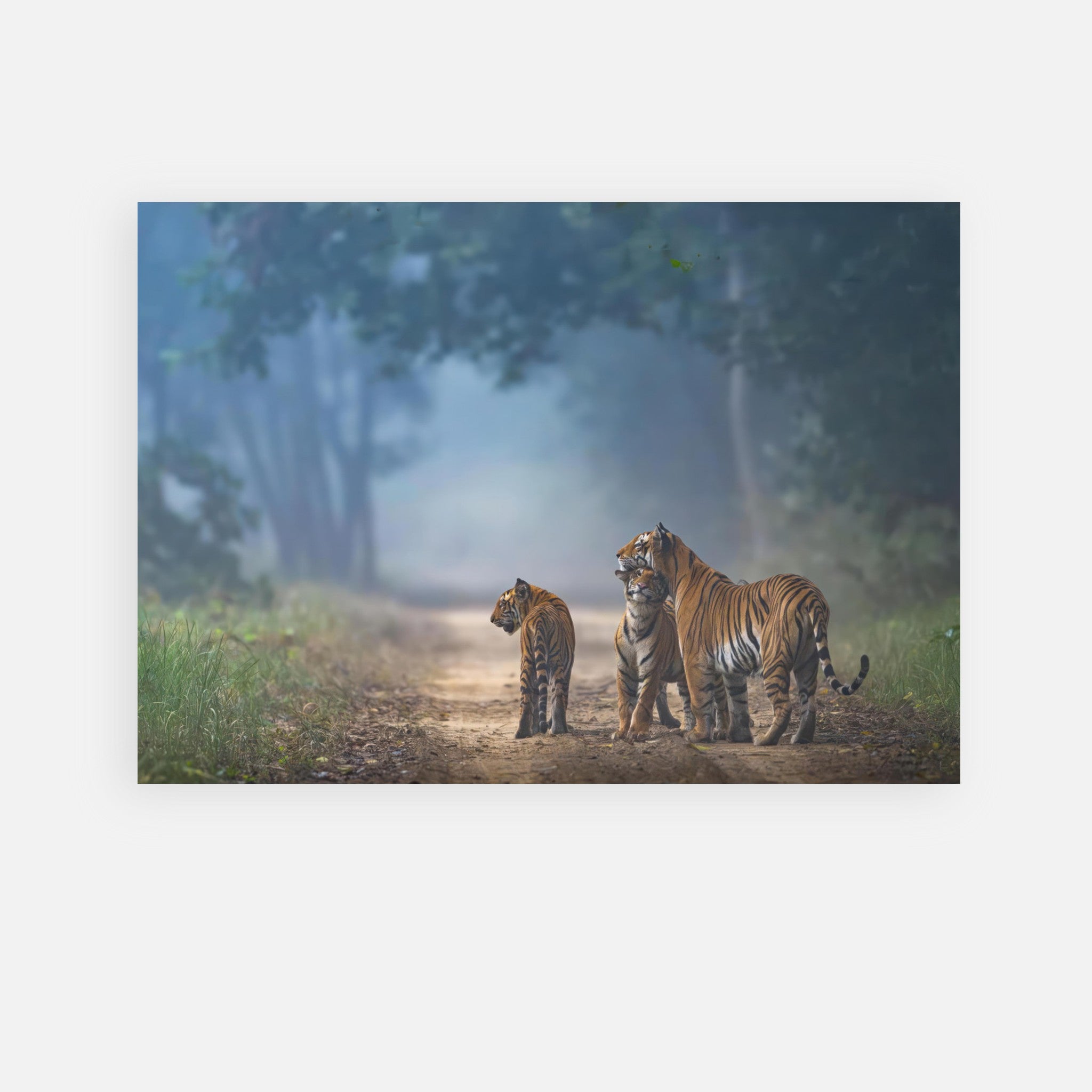 The Bond of Tigers poster featuring a majestic tiger family in a serene jungle landscape.