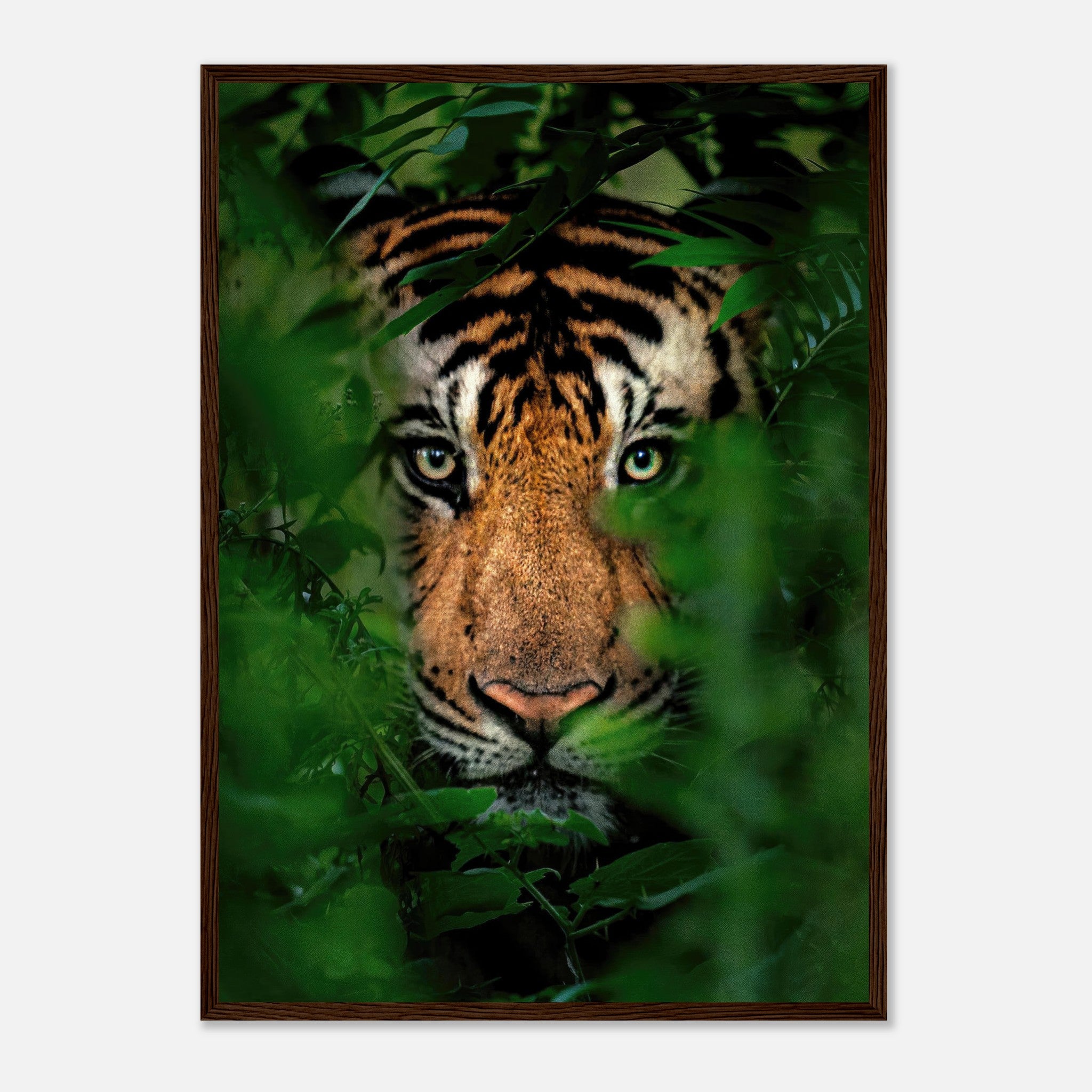 Tiger Through Jungle Framed Print featuring a close-up of a tiger's face hidden in lush greenery.