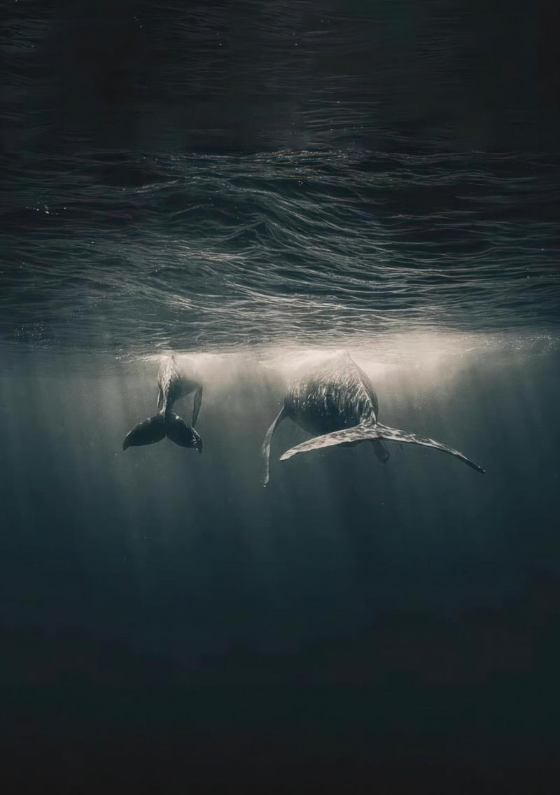 Whales in Ocean Underwater
