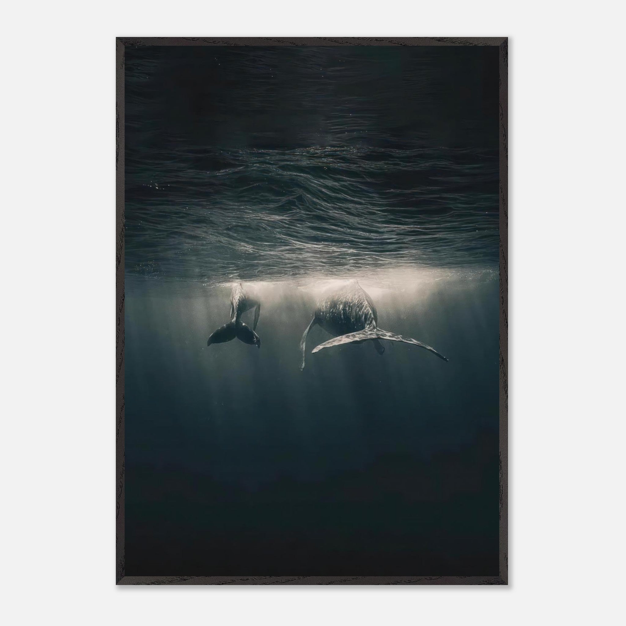 Fine art print of two whales gracefully gliding underwater in the ocean, showcasing serene beauty and tranquility.