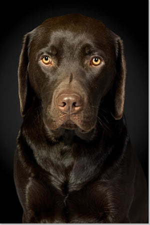 Portrett av sjokolade-labrador