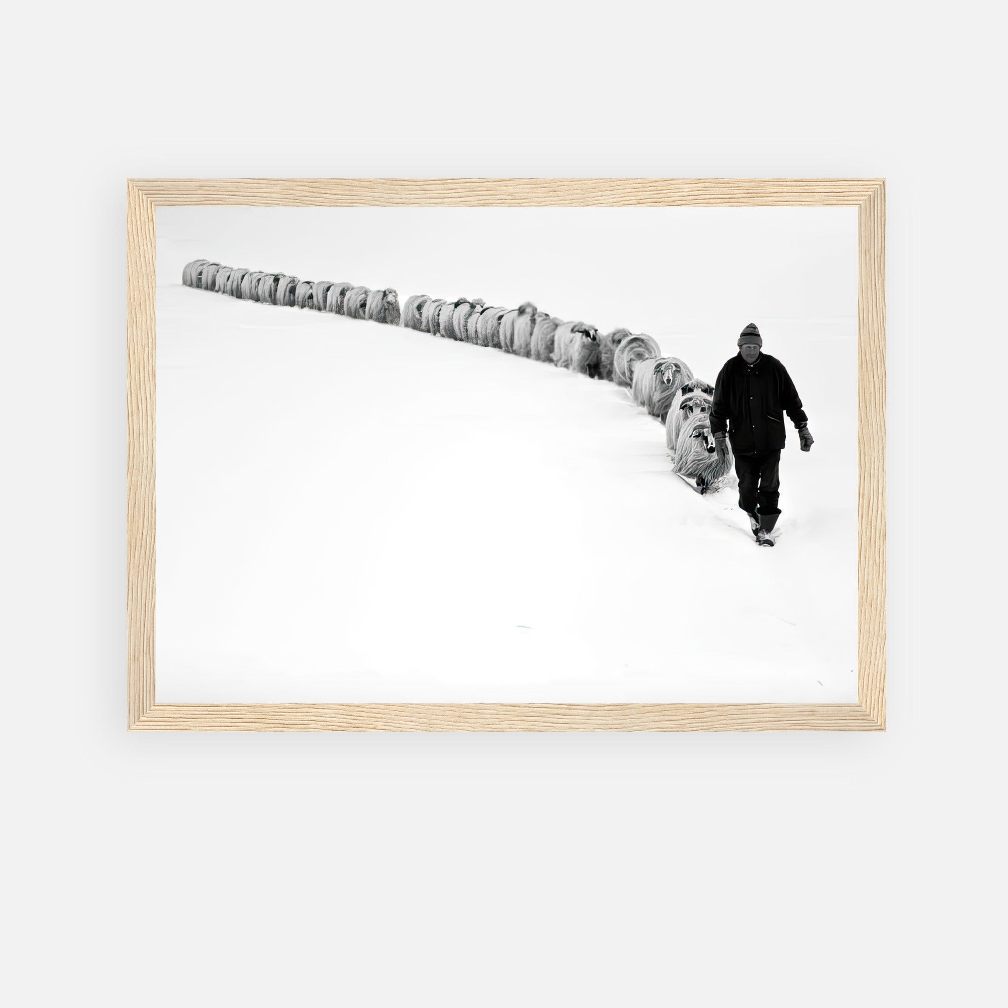 Framed print of a shepherd leading a flock through a snowy landscape, showcasing resilience and unity in black-and-white.