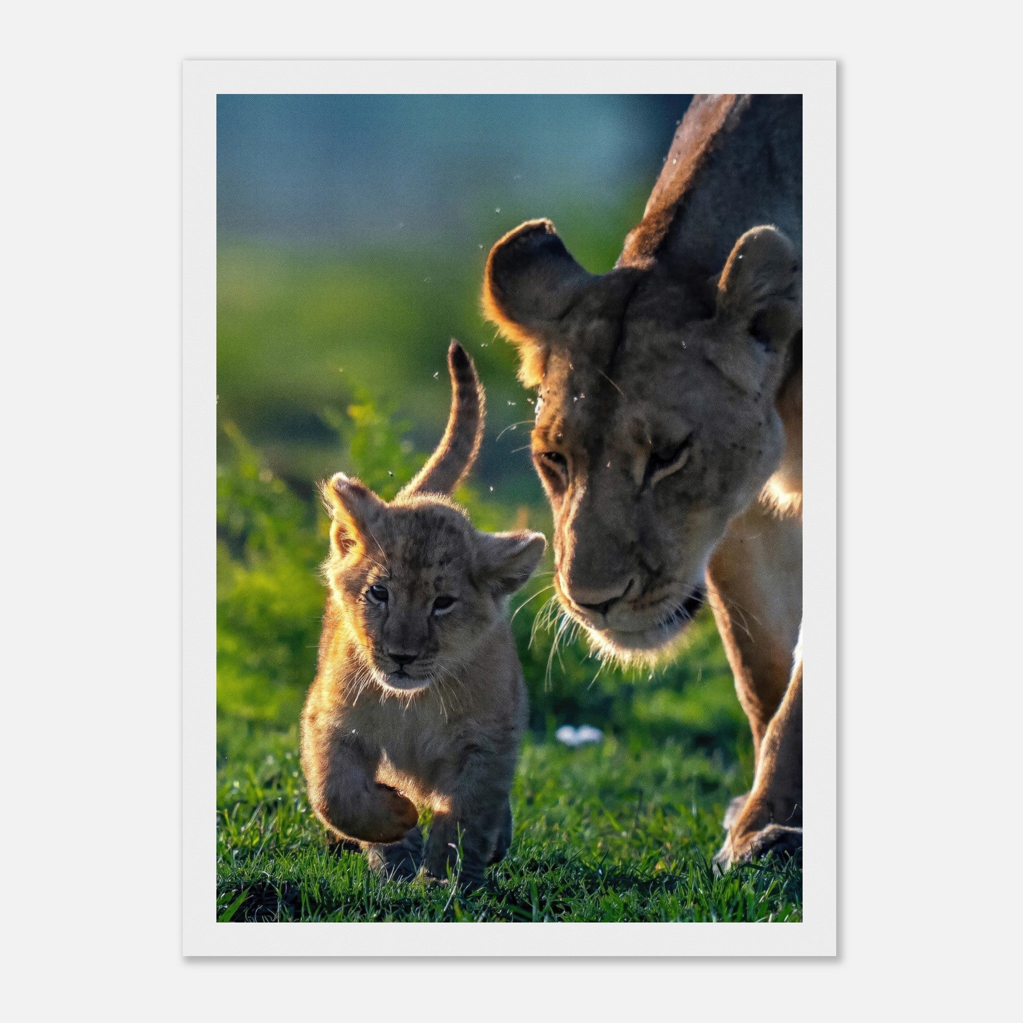 Framed print of a protective lion mother with her cub walking in green grass.
