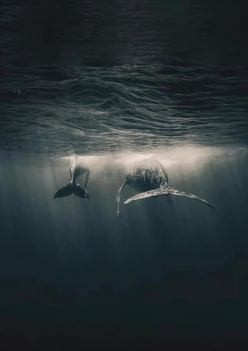 Whales in Ocean Underwater