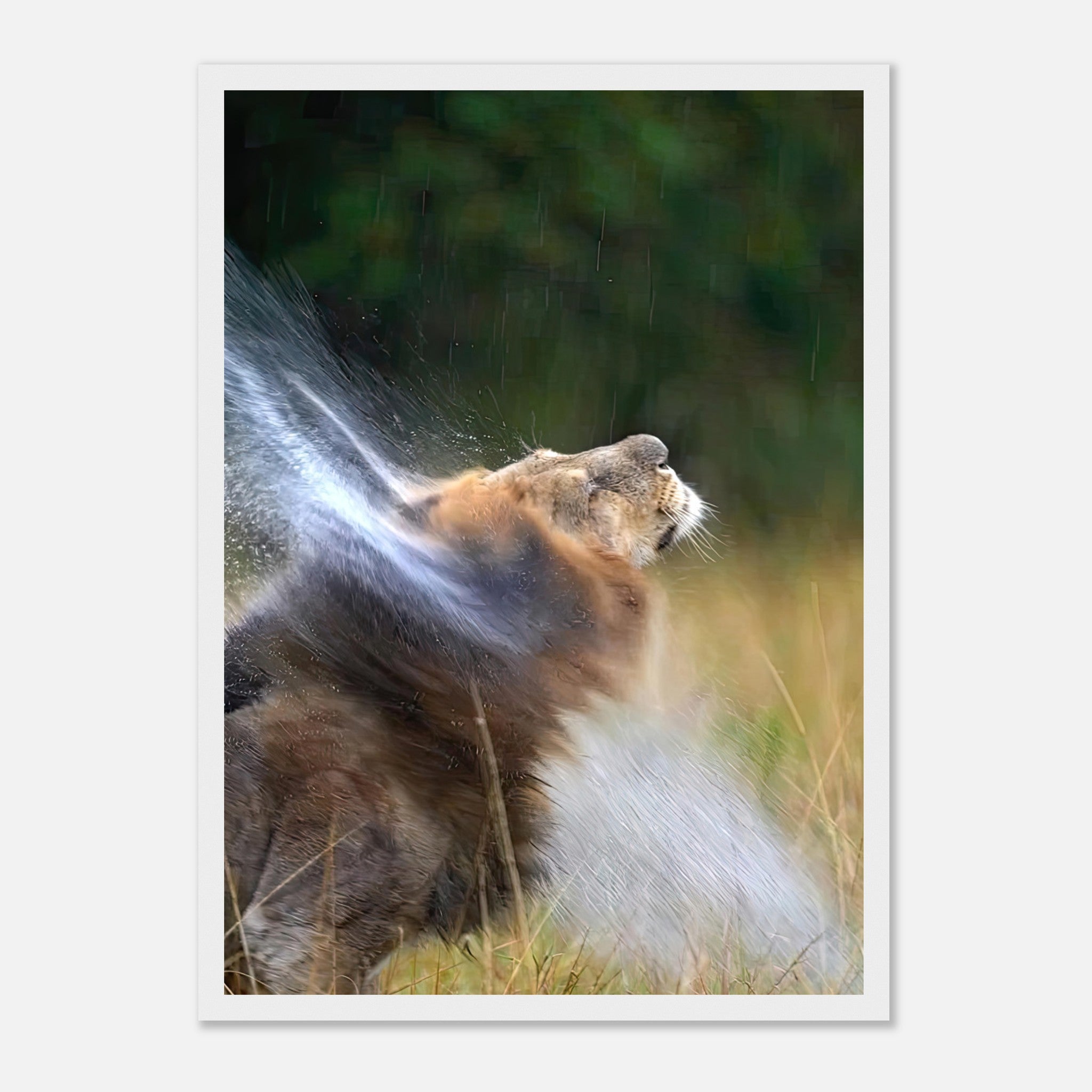 Lion shaking off water in vibrant framed print, capturing the majestic animal in motion against a natural backdrop.