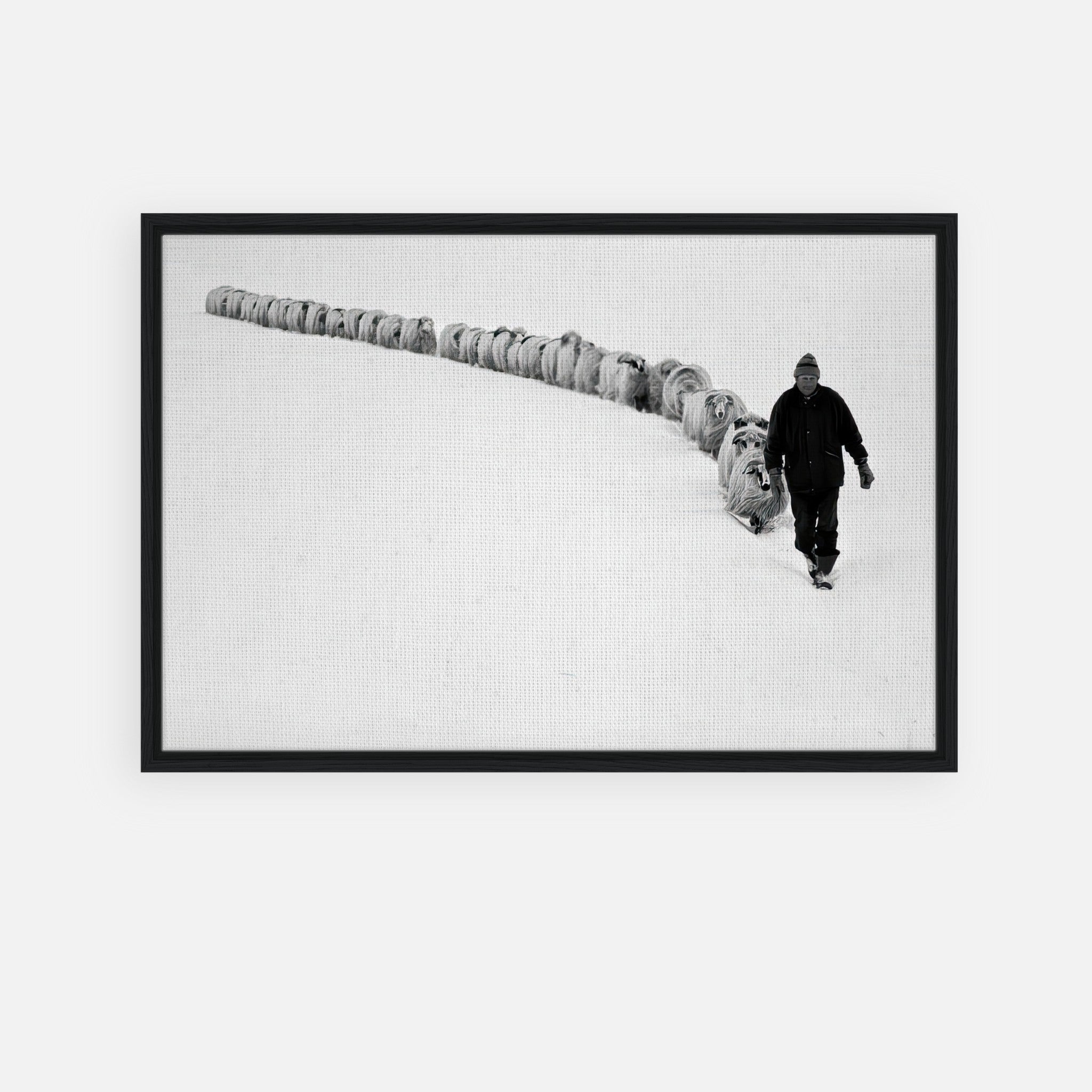 Black-and-white framed print of a shepherd leading sheep through a snowy landscape, symbolizing resilience and tradition.