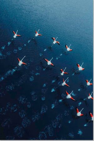 Fotografia Aerea dei Fenicotteri