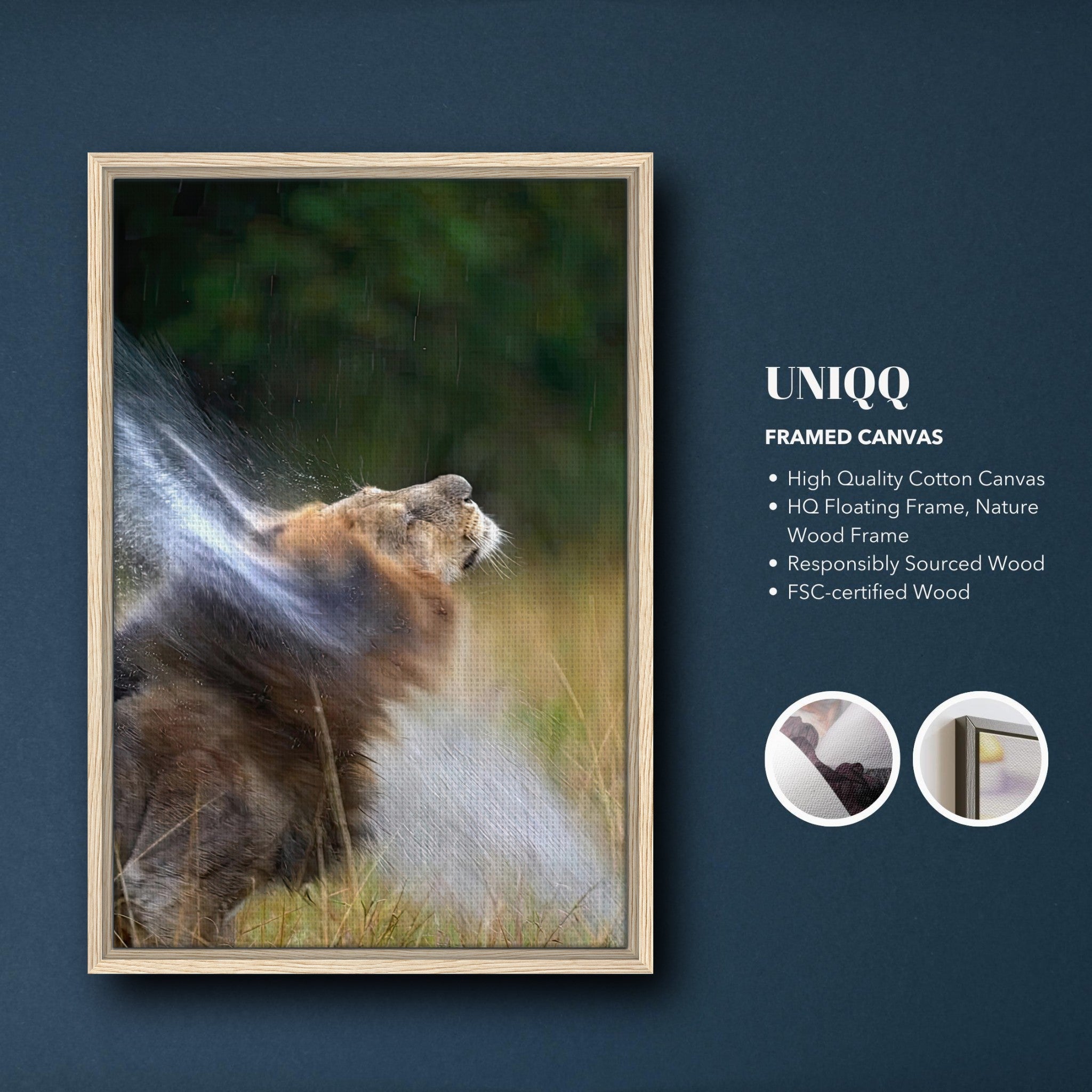 Lion shaking off water in a framed canvas print, showcasing nature's power and beauty.