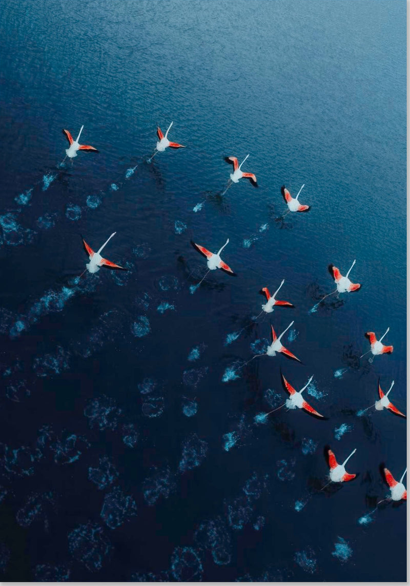 Flamingos Drone Photography