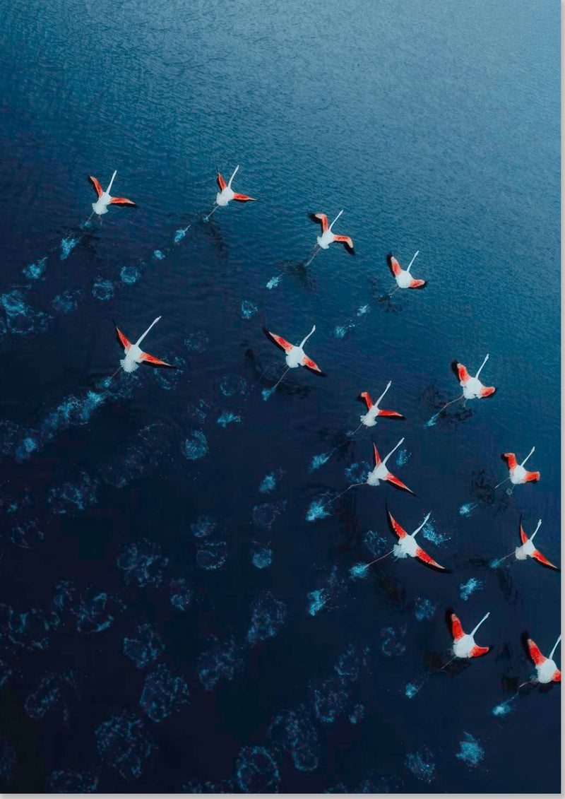 Flamingos Drone Photography
