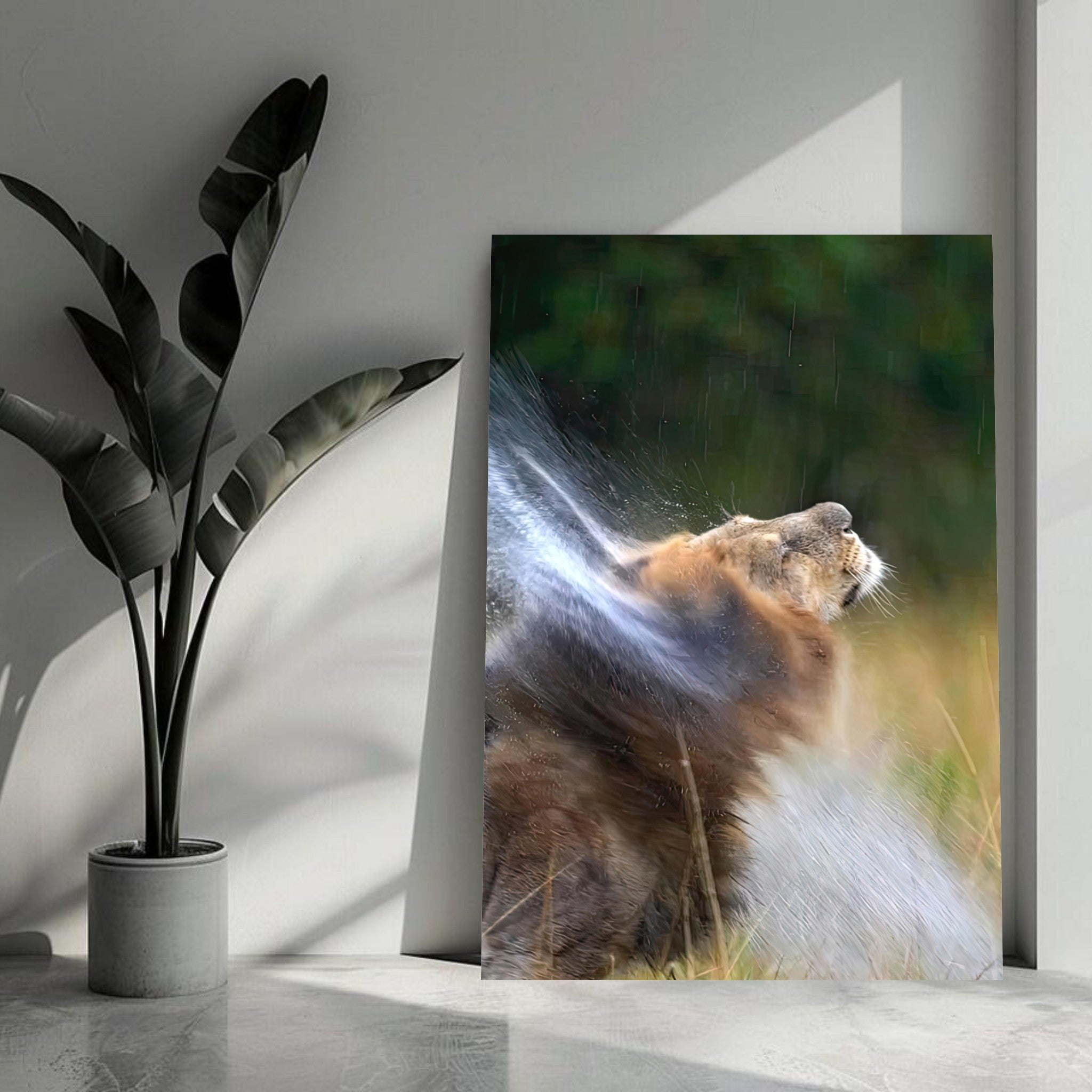Lion shaking off water droplets in a vibrant metal print, showcasing its majestic strength and elegance.