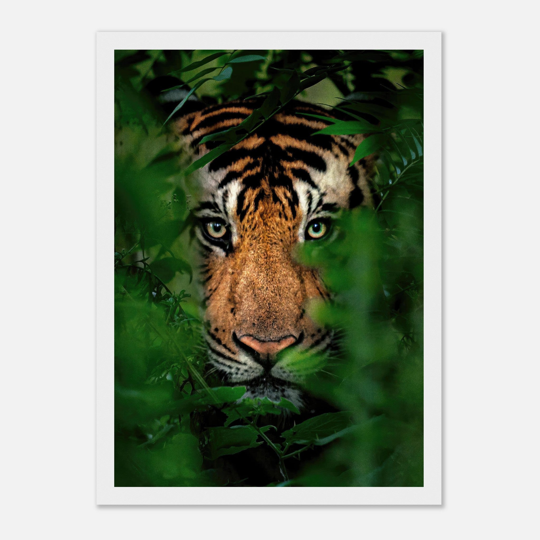 Framed print of a tiger peering through lush jungle foliage, showcasing its intense gaze and vibrant colors.