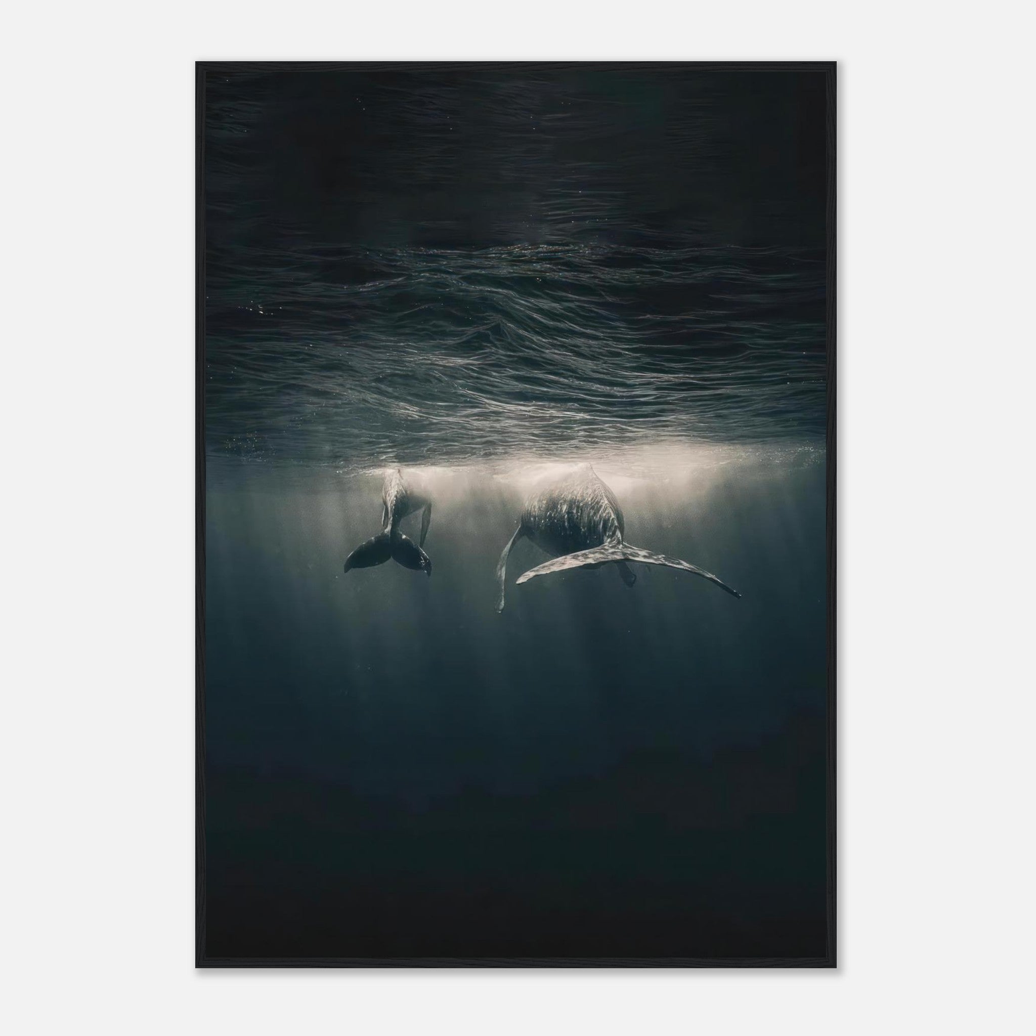 Framed print of two whales swimming underwater in soft sunlight, showcasing the beauty of marine life.