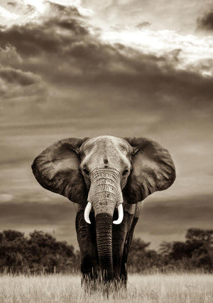Elephant Portrait Photography