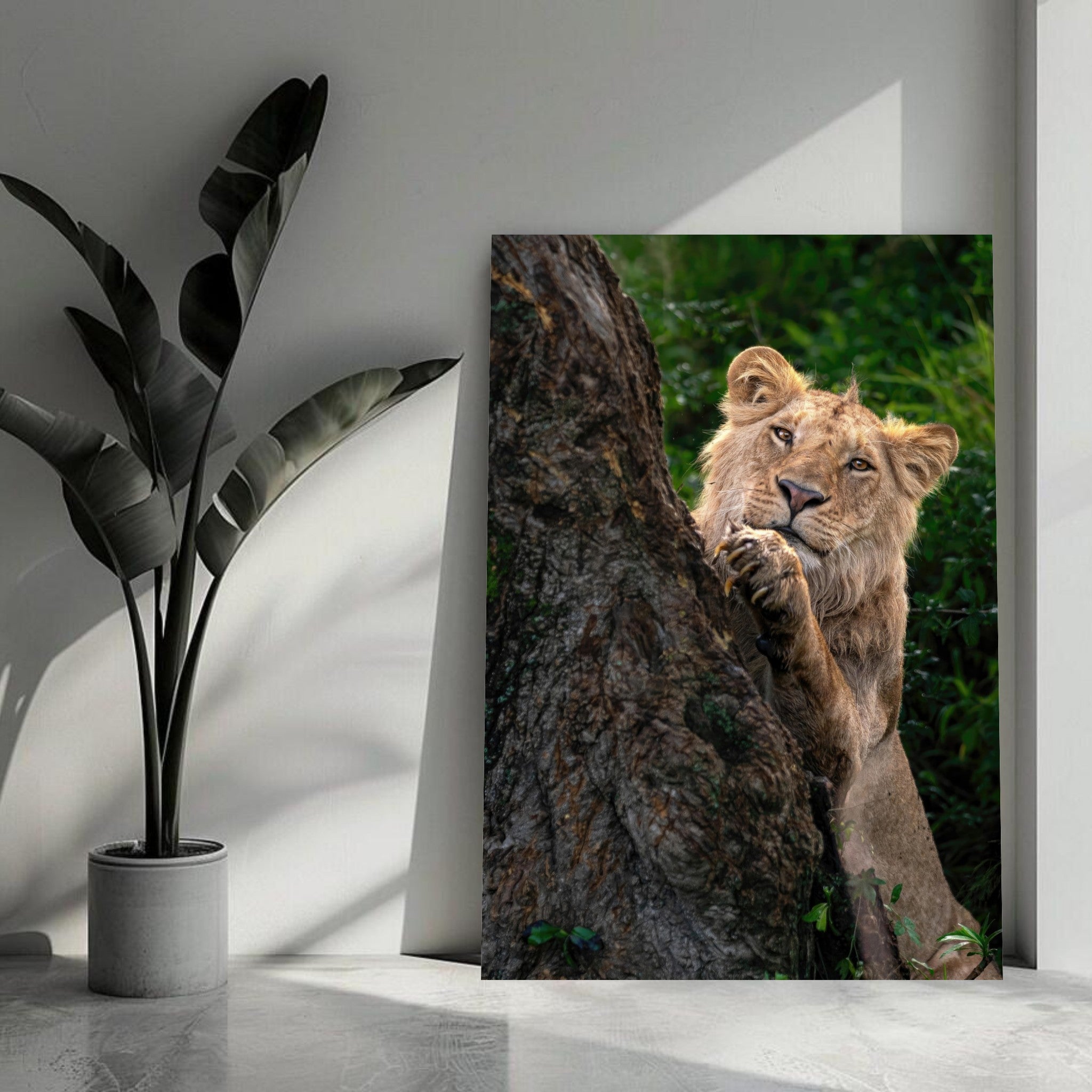 Playful lion metal print artwork featuring a young lion peeking from behind a tree in vibrant colors.