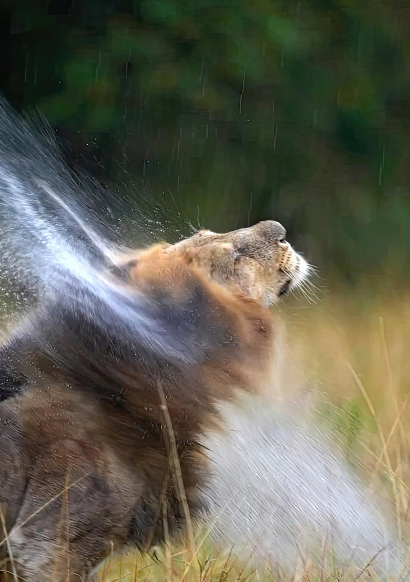 León sacudiéndose el agua