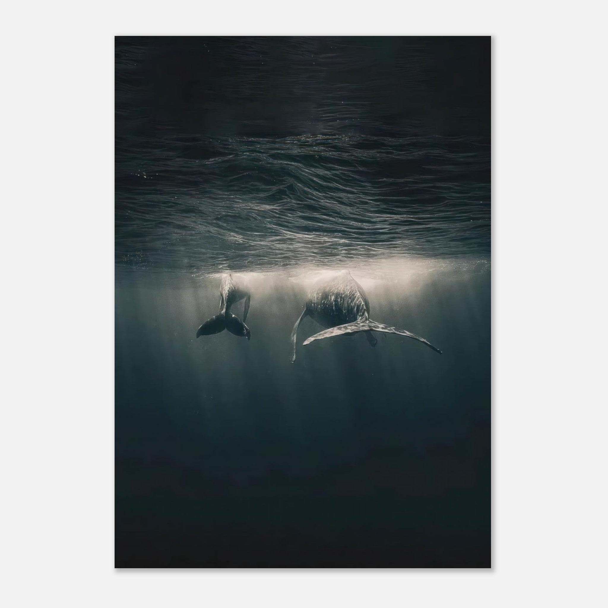 Majestic whales swimming underwater in sunlight, capturing the beauty of marine life in a stunning ocean poster.