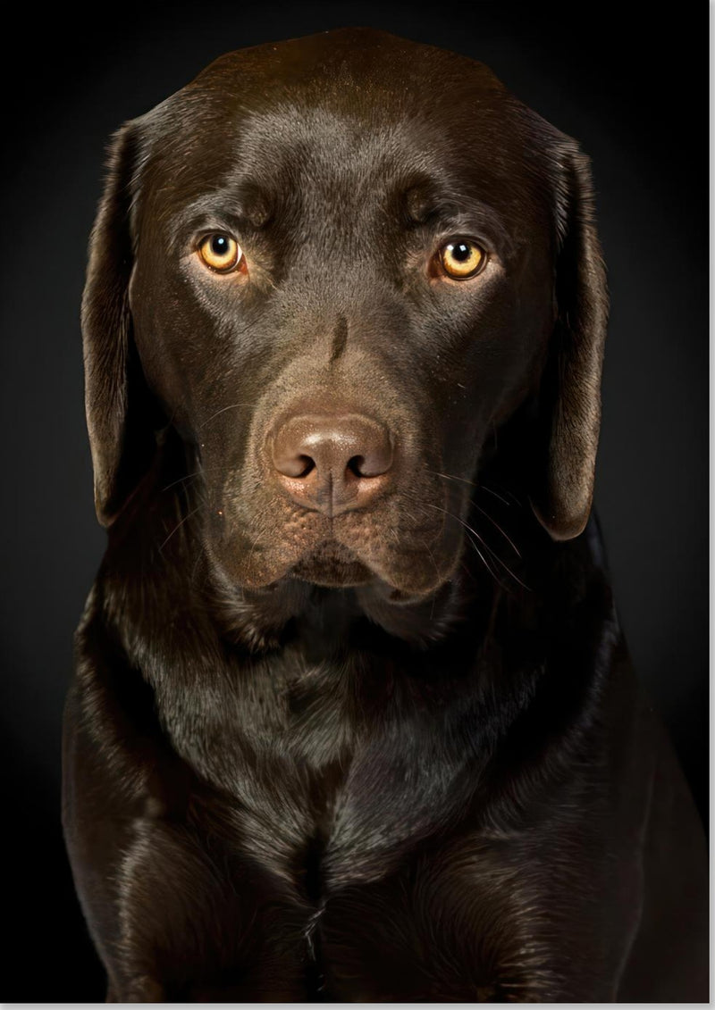 Portrett av sjokolade-labrador