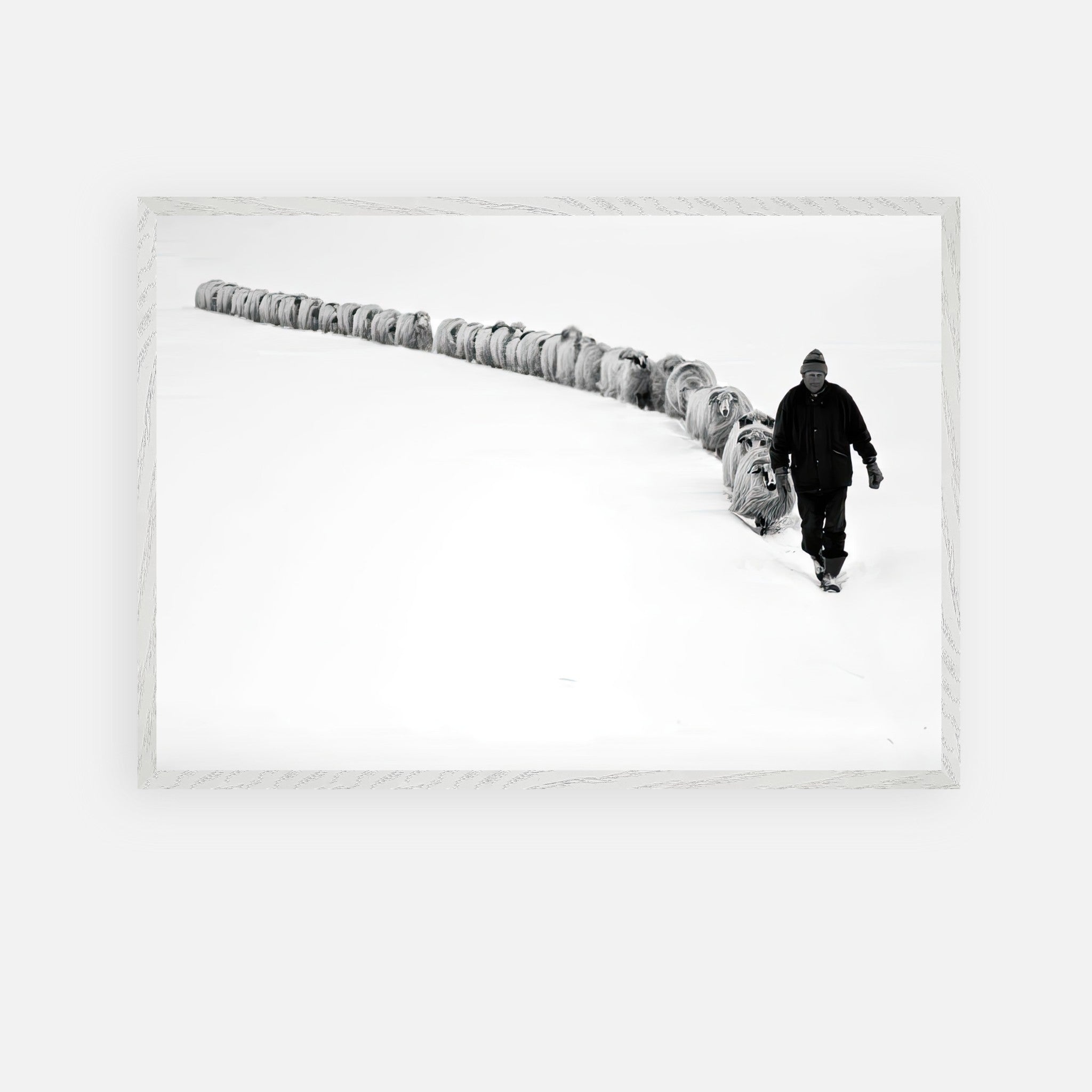 Black-and-white photograph of a shepherd guiding sheep through a snowy landscape, framed vintage art.