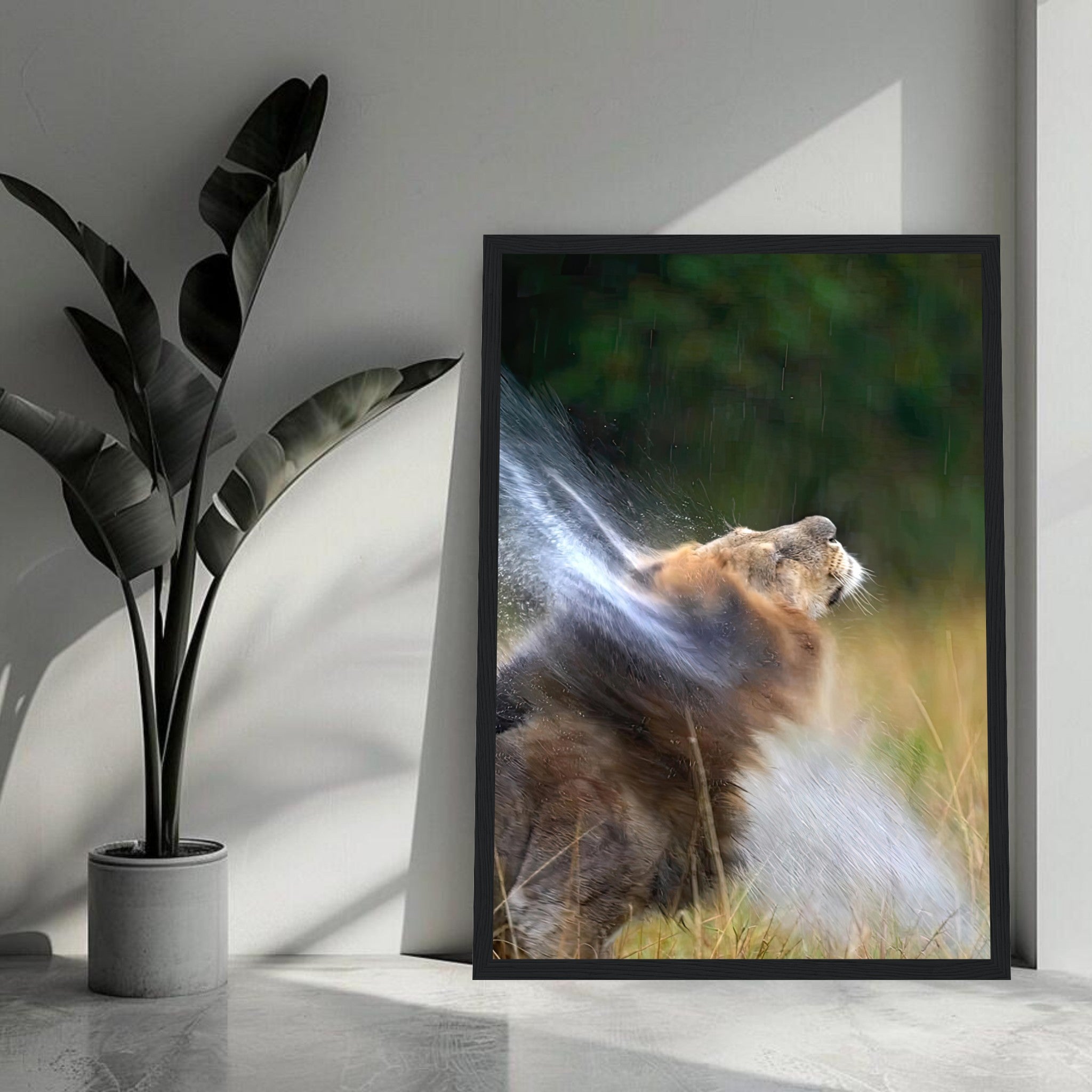 Lion shaking off water displayed in a black framed print, showcasing the beauty of wildlife.