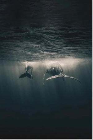 Whales in Ocean Underwater