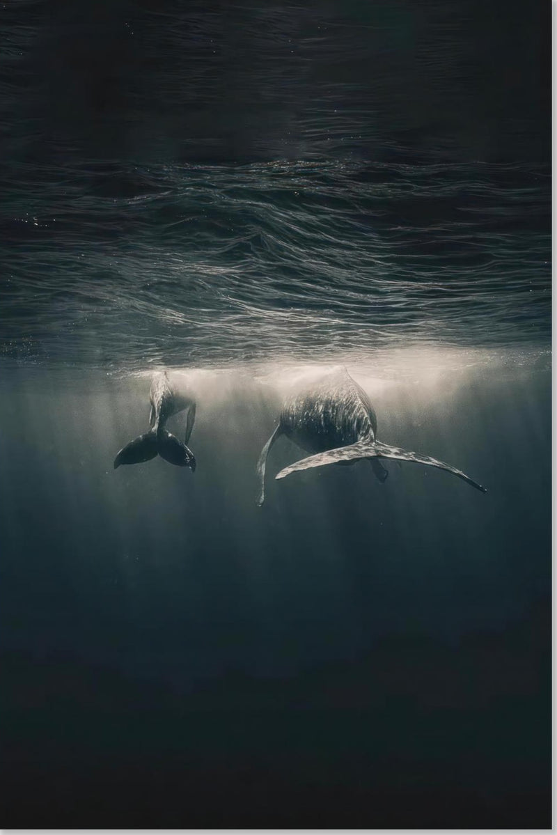 Whales in Ocean Underwater