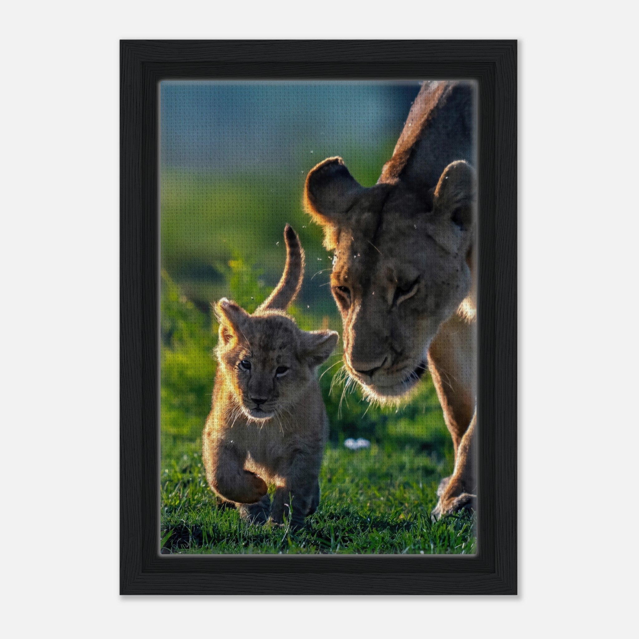 Protective lion mother and playful cub framed canvas print, showcasing a tender bond in a sunlit savanna.