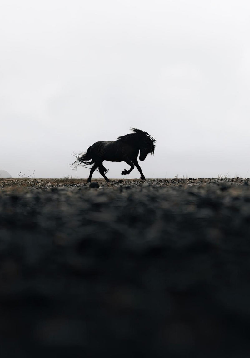 Black Horse Photography