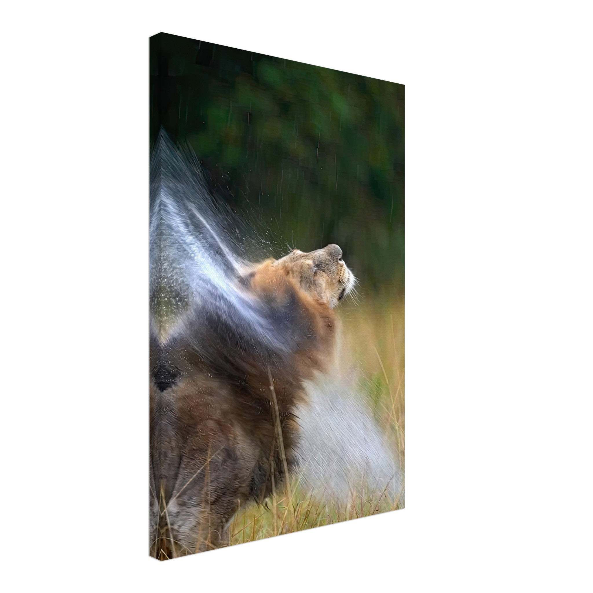 Majestic lion shaking off water on canvas, showcasing raw power and vitality in nature.