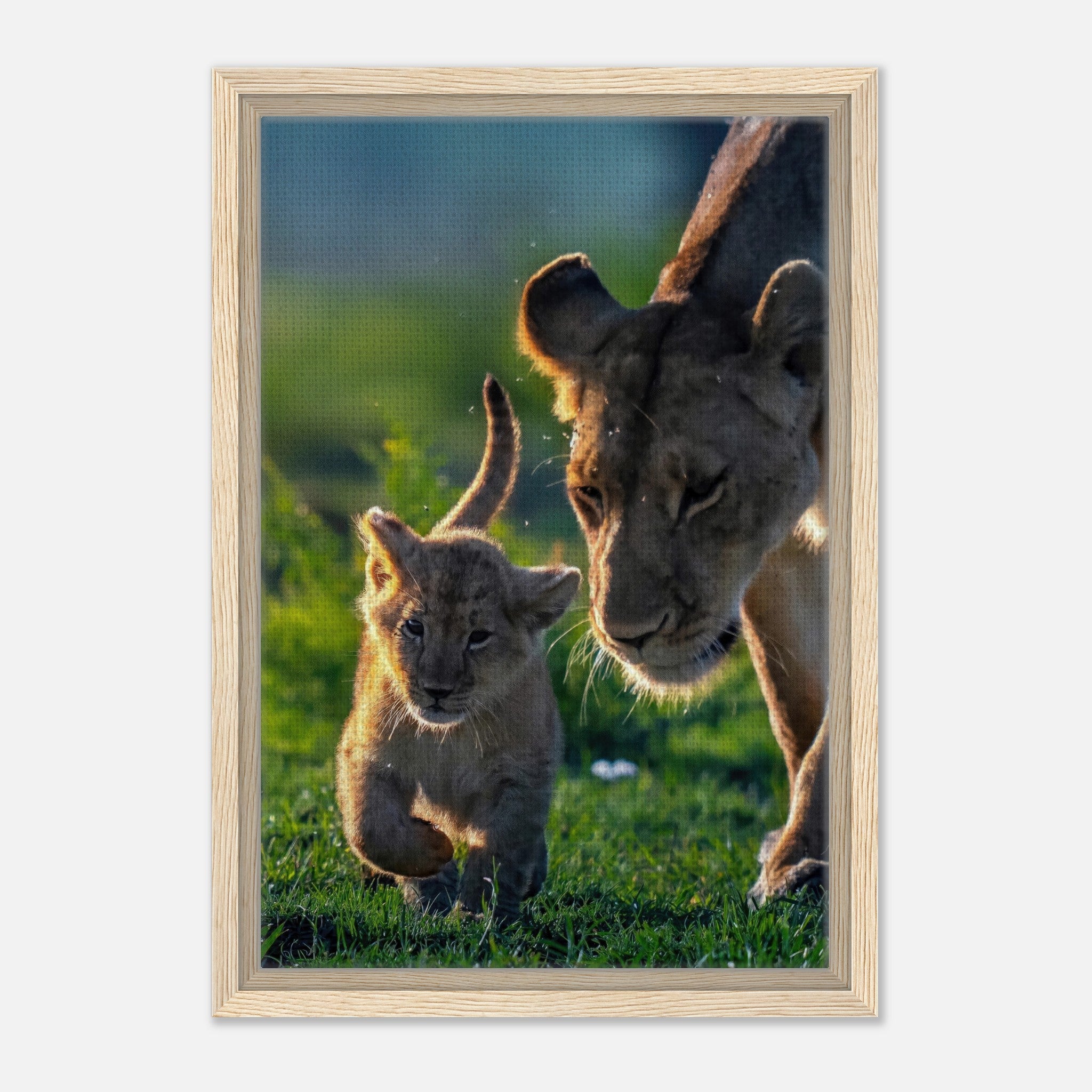 Protective Lion Mother framed canvas print featuring a lioness and her playful cub in a sunlit savanna.