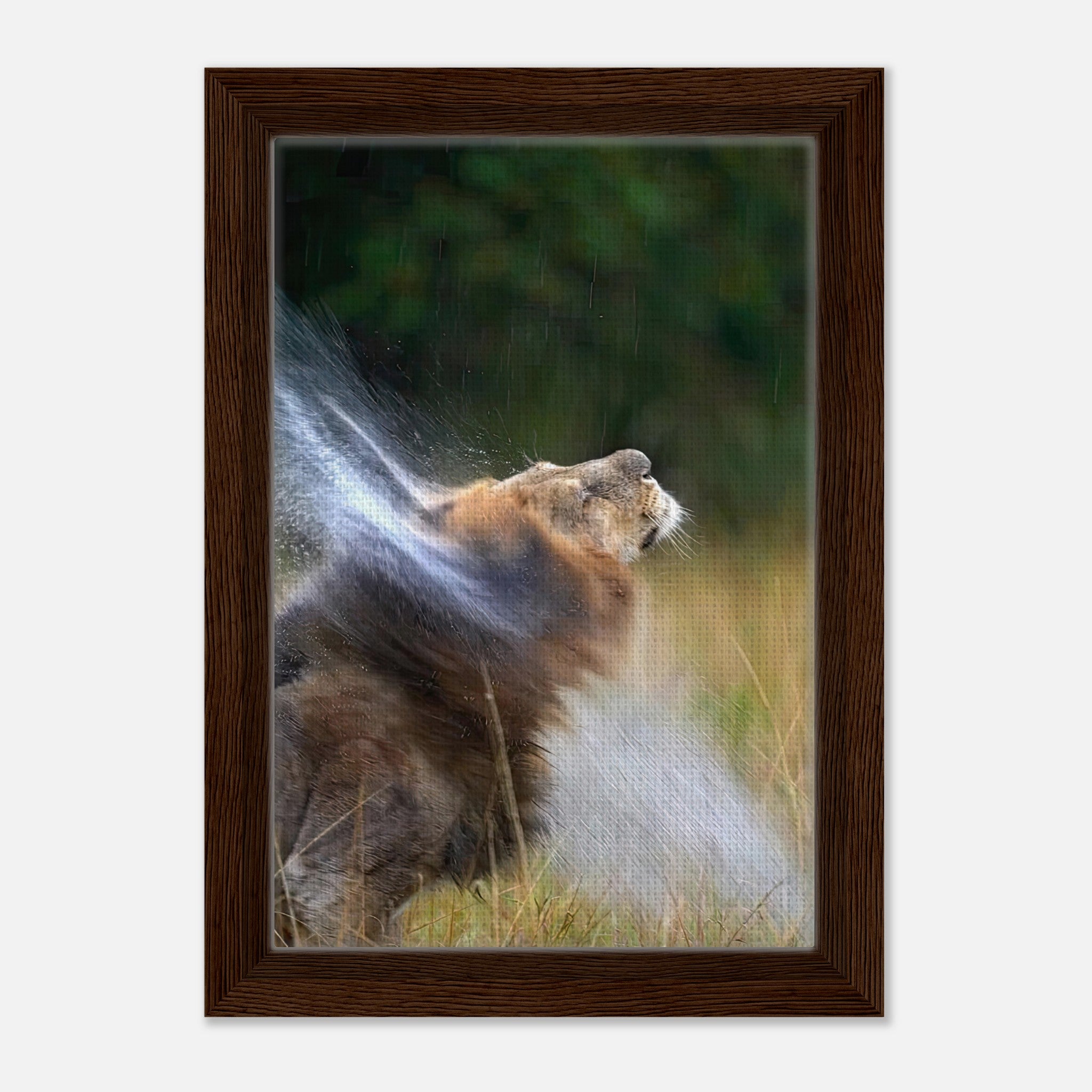 Lion shaking off water in a vibrant, framed canvas print showcasing nature's power and beauty.