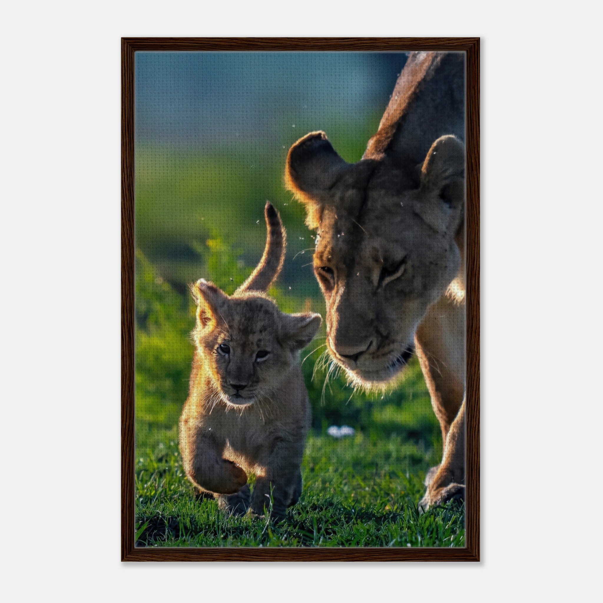 Protective Lion Mother Framed Canvas Print featuring a lioness and her playful cub in a sunlit savanna.