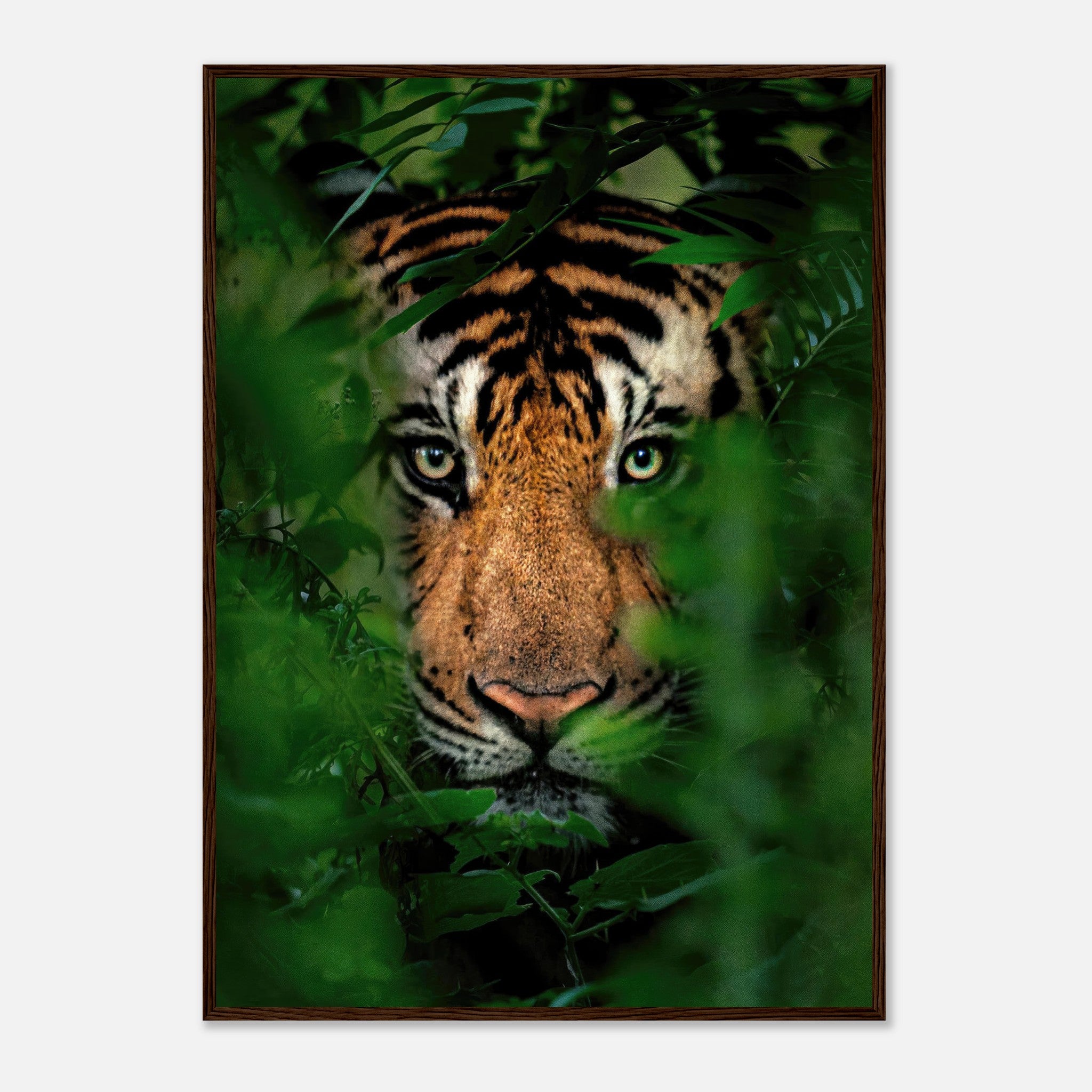 Close-up of a tiger peering through jungle foliage in a framed print, showcasing vibrant colors and captivating eyes.