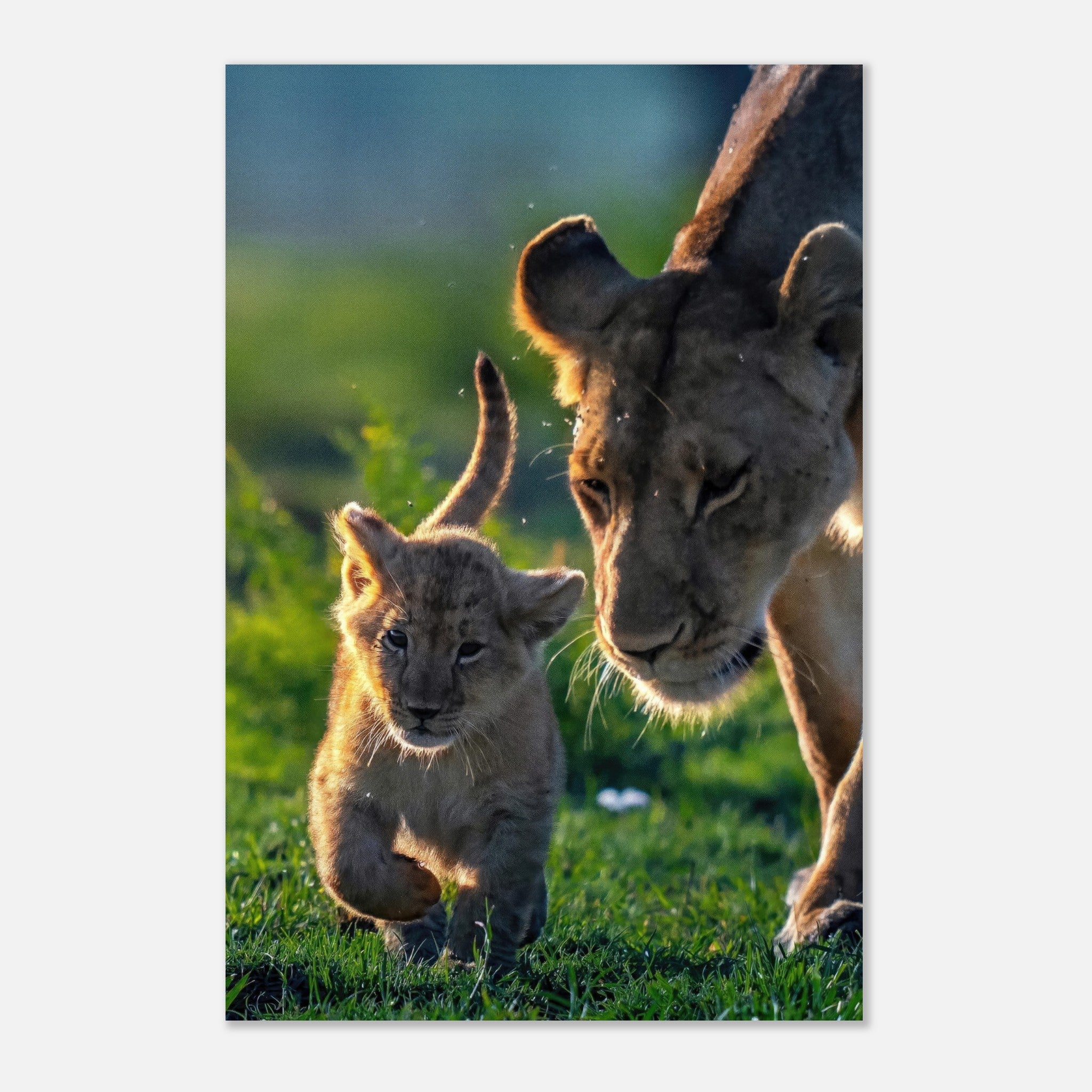 Protective Lion Mother metal print depicting a lioness nurturing her playful cub in a natural setting.