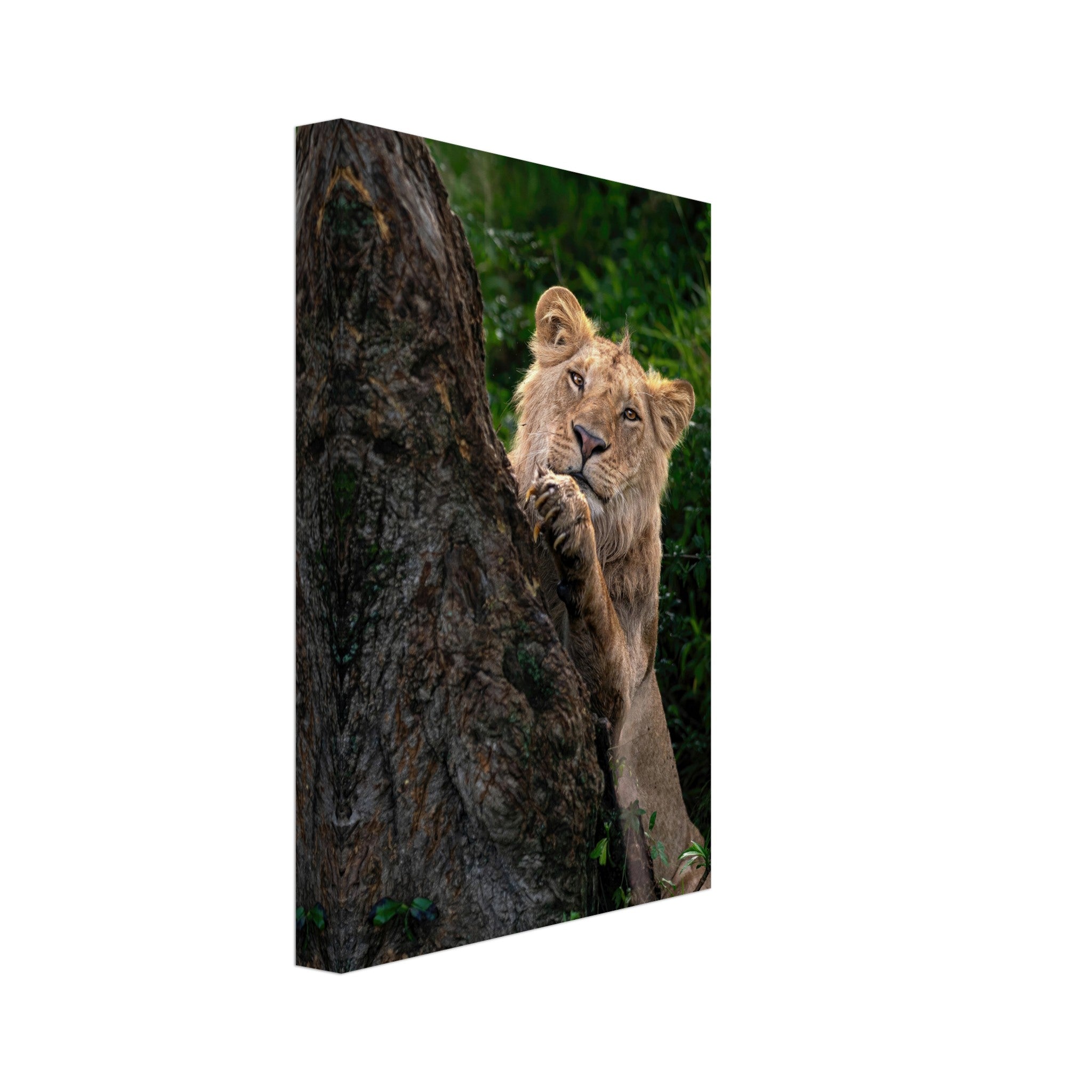 Playful lion peeking from behind a tree on canvas, showcasing vibrant greens and textured fur.