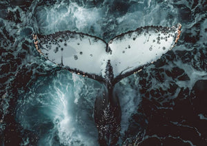 Baleine à bosse
