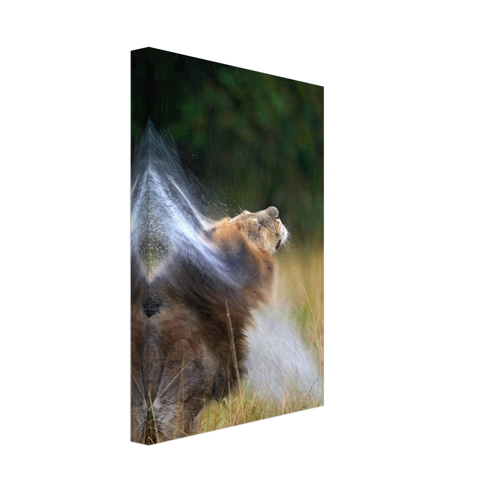 Lion shaking off water droplets, capturing the raw power and elegance of wildlife on canvas.