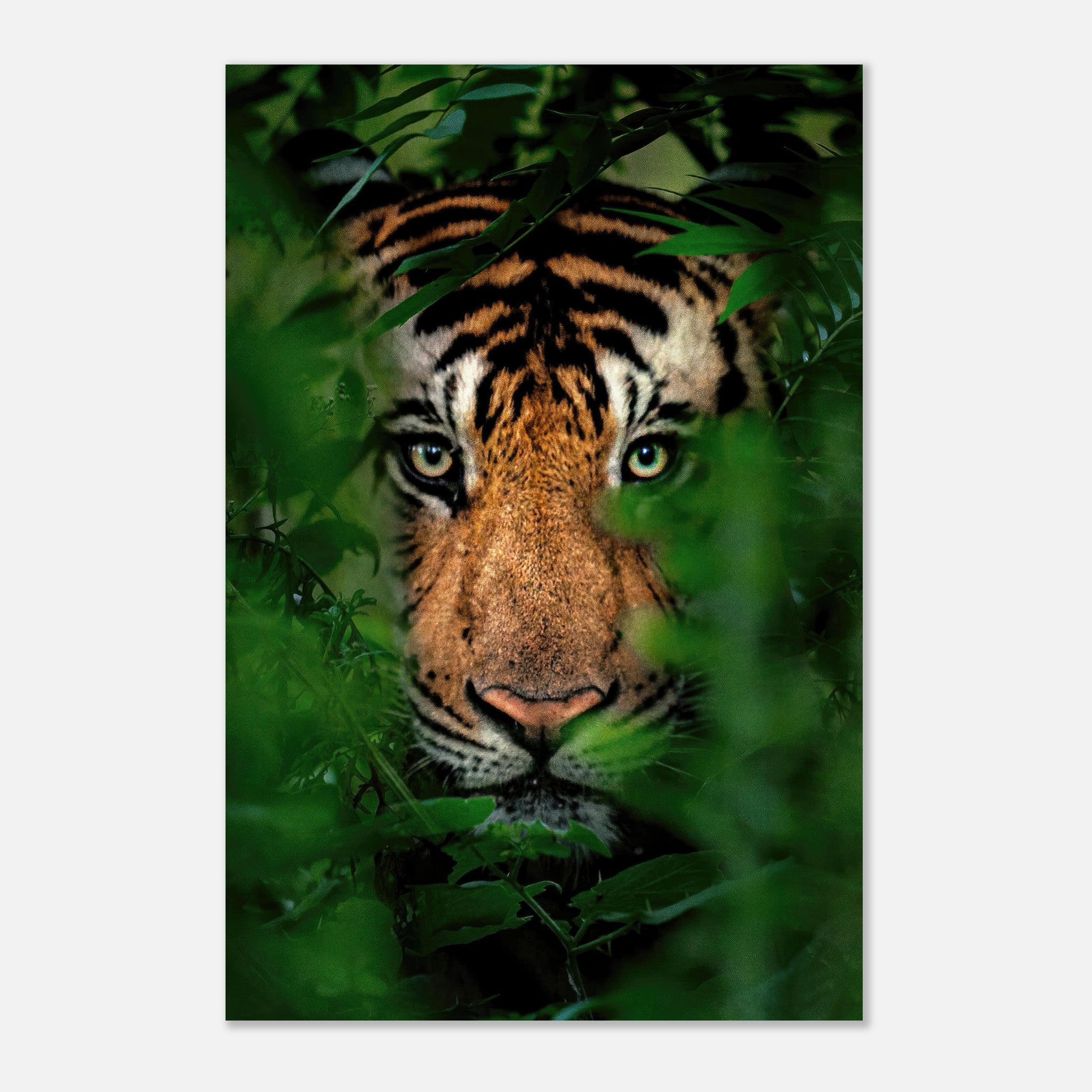 Majestic tiger emerging from jungle foliage, captured in stunning detail on a metal print.