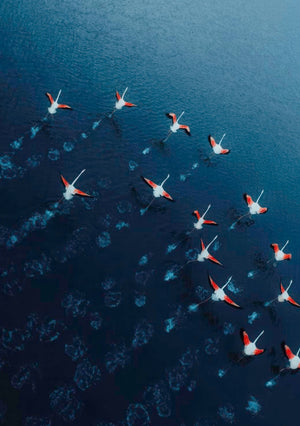 Fotografia Aerea dei Fenicotteri