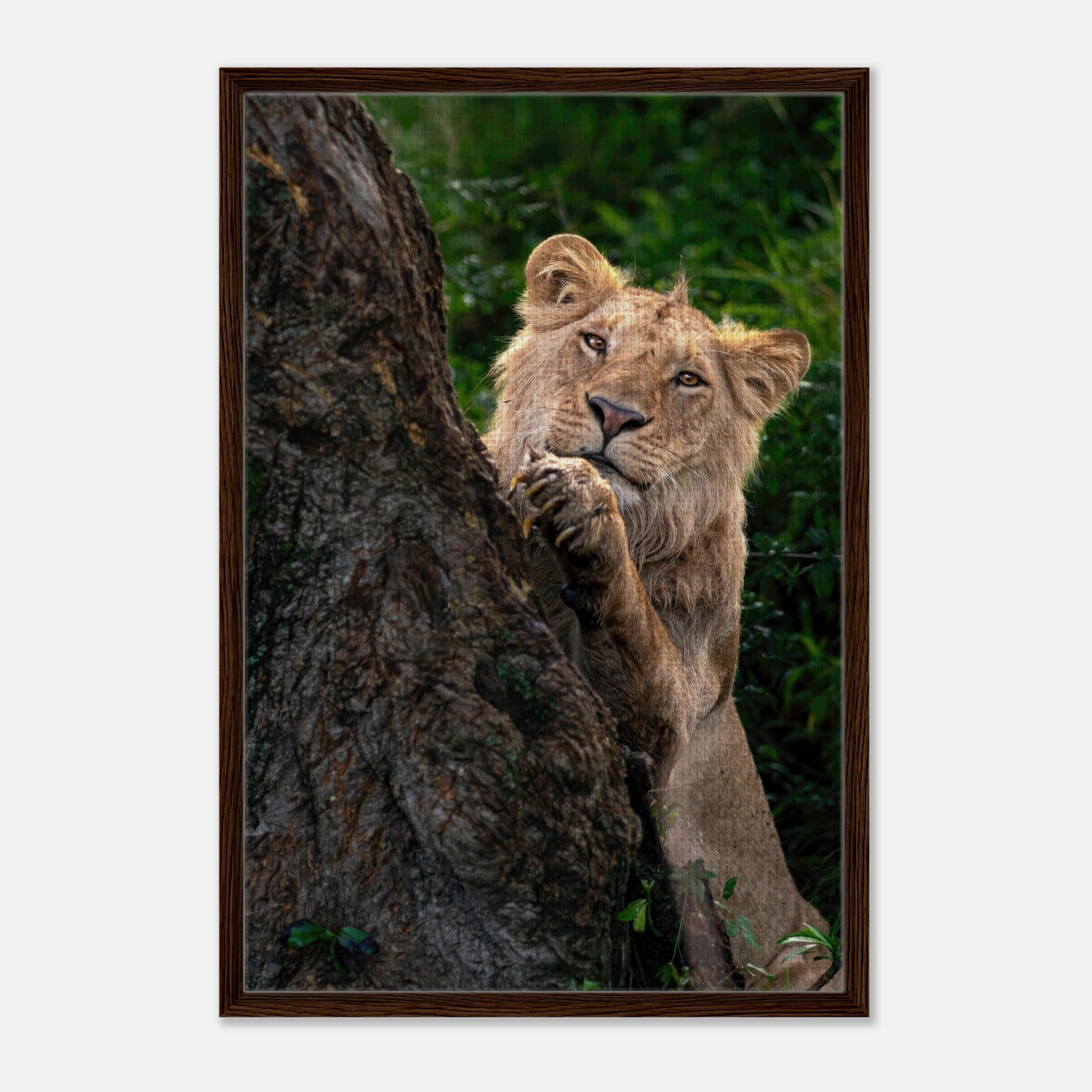 Playful lion cub peeking from behind a tree on a framed canvas print, showcasing vibrant colors and detail.