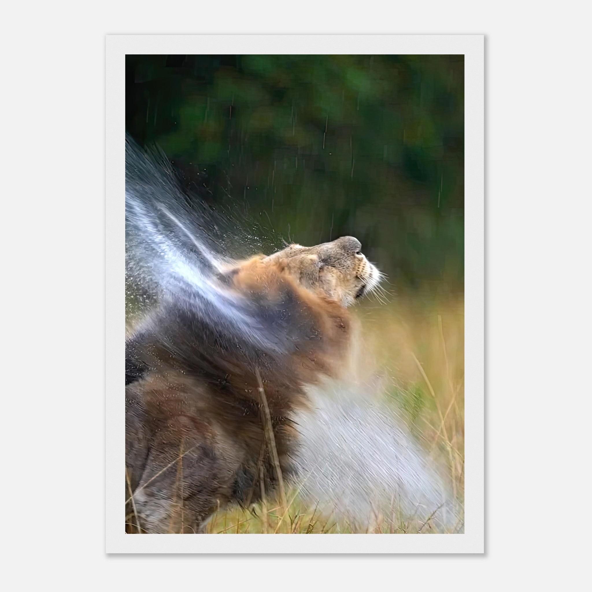 Lion shaking off water in a framed print, showcasing the majestic animal in a natural setting.